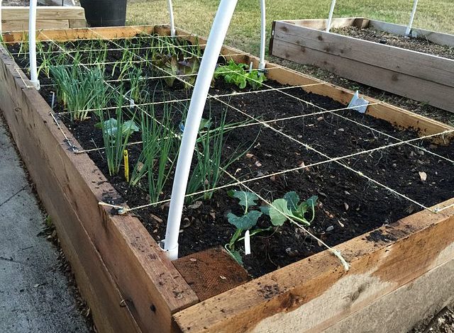 Square Foot Gardening Maximum Yields From Tiny Spaces Home Mum