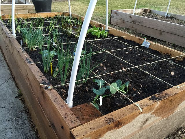 Square Foot Gardening: Maximum Yields From Tiny Spaces