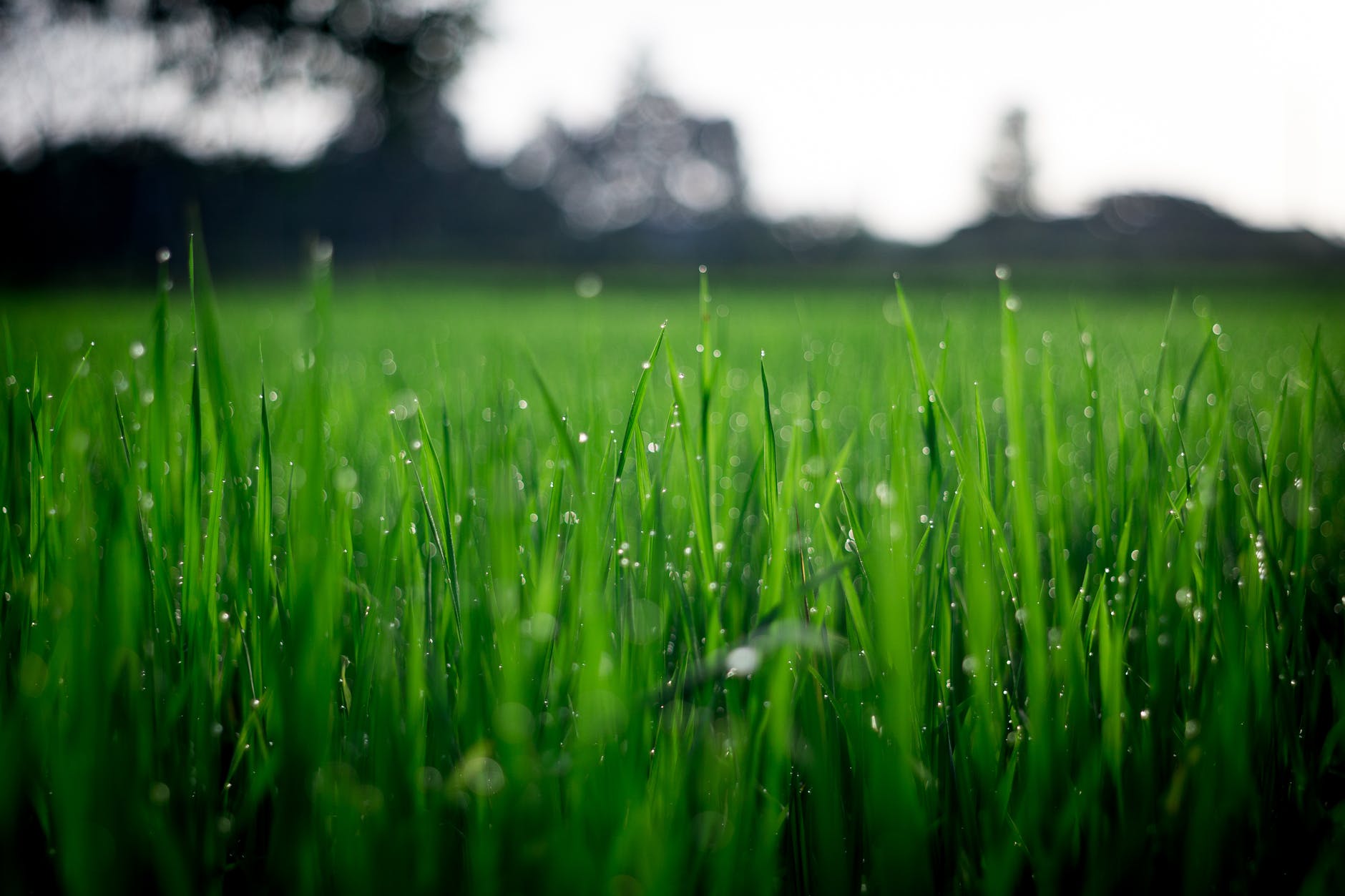 The 6 Best Tips for Preparing Your Lawn for Spring
