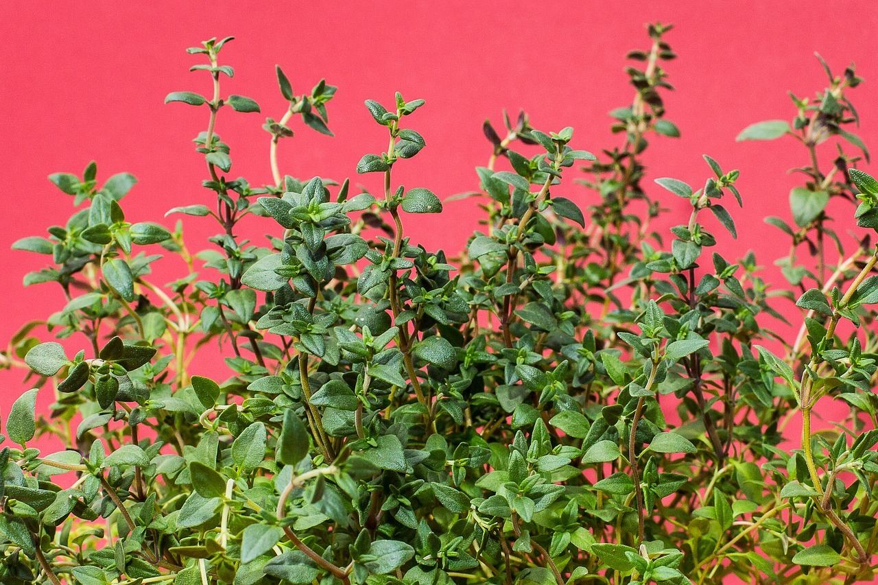 Top Ten Herbs: Thyme
