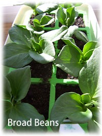 Vegetable Garden Layout