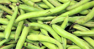 growing beans