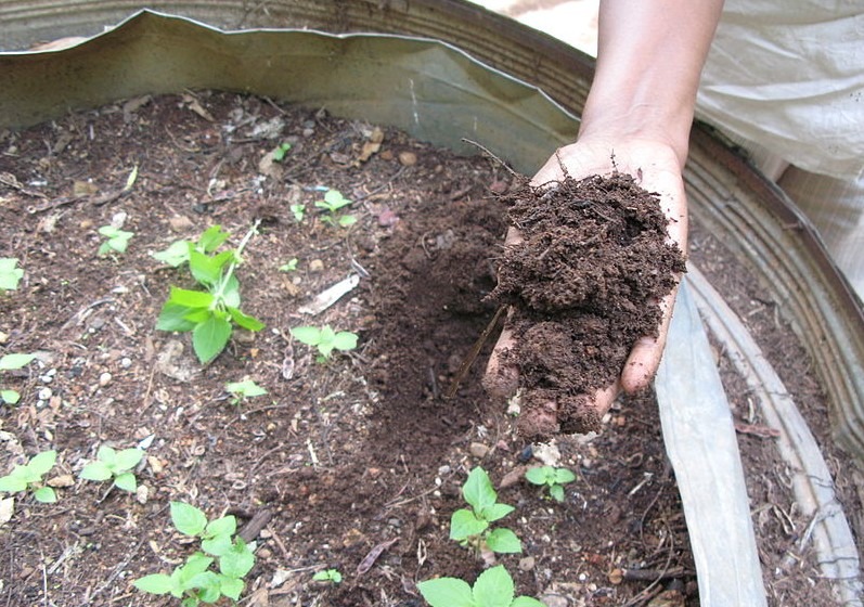 Comparing Soil and Compost for Gardening