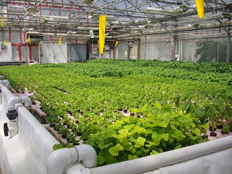 Vegetables to Grow in your Aquaponics System