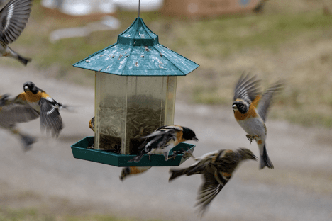 6 Benefits Of Attracting Birds To Your Garden
