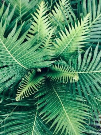 A bunch of green ferns