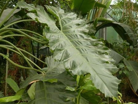 A large philodendron species