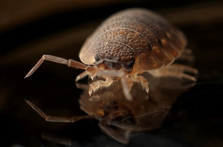 Close-up of a bed bug