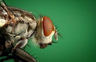 Close-up of a housefly