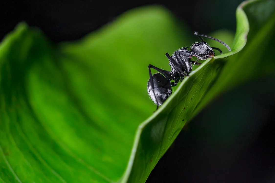 Different Types of Ants and How to Deal With Them