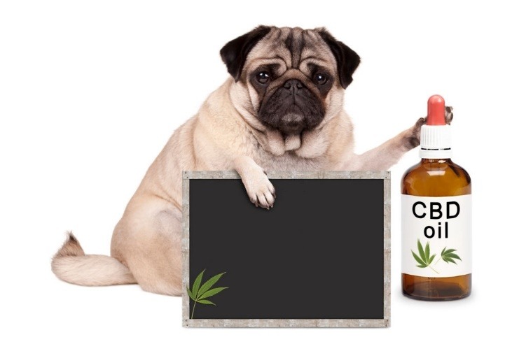 How Effective is CBD Oil and Treats for Dogs