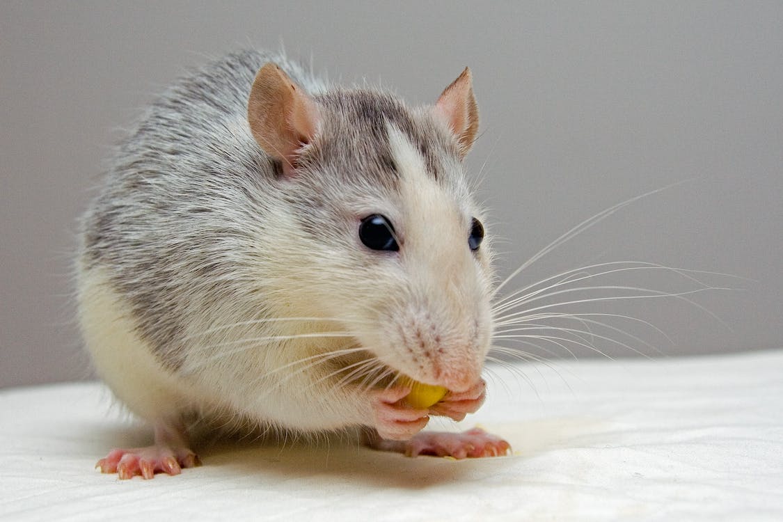 How to Tell if You Have Rats or Mice in Your Home?