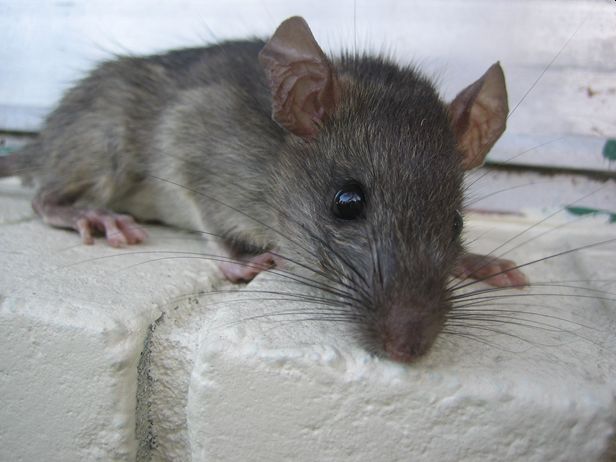 How to Tell if You Have Rats or Mice in Your Home