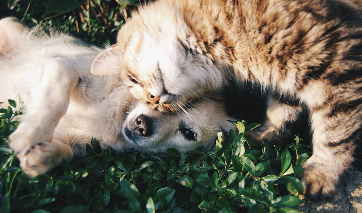 Pet Health – CBD Oil for Dogs and Cats