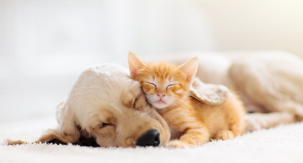 Pet Health – CBD Oil for Dogs and Cats