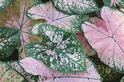 Pink and green leaves of the caladium plant
