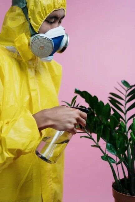 Use Pesticides On Houseplant Pests