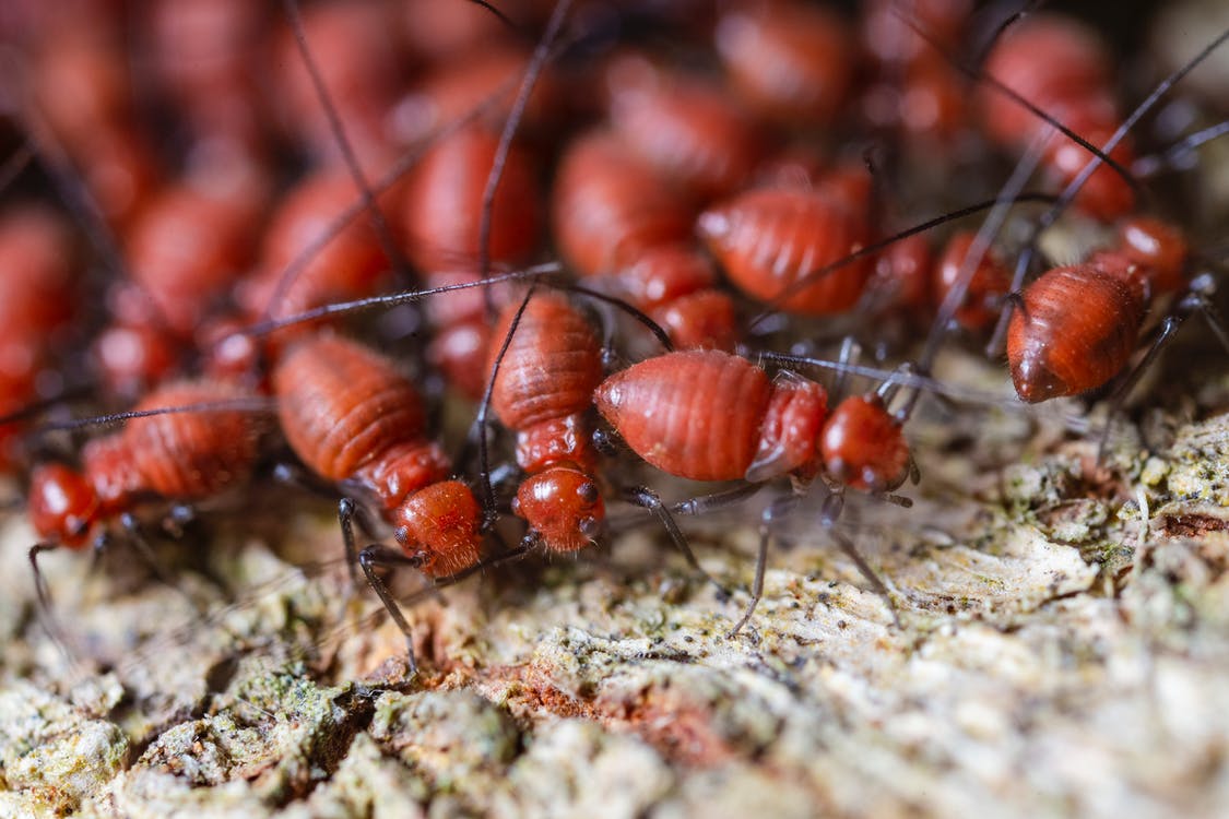 How to Identify and Eliminate Termites