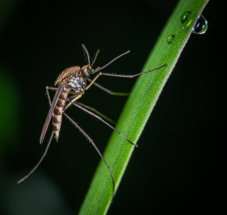 Plants That Prevent Mosquitoes Infestation