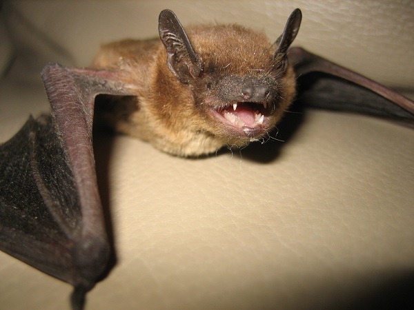 Strange noises in your attic Signs it could be bats