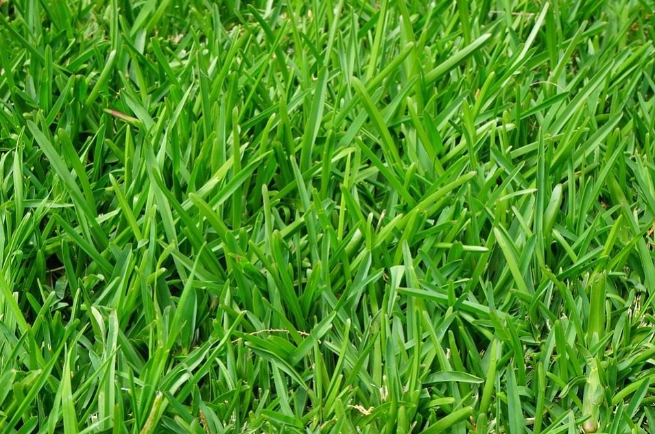 A patch of bright and lush grass with glossy leaves