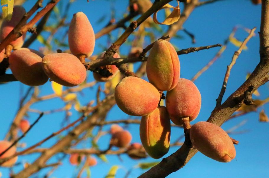 Almond fruits on the tree’s branches