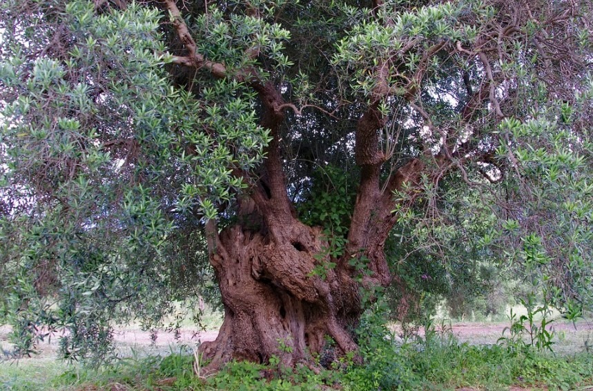 Ancient olive tree grove