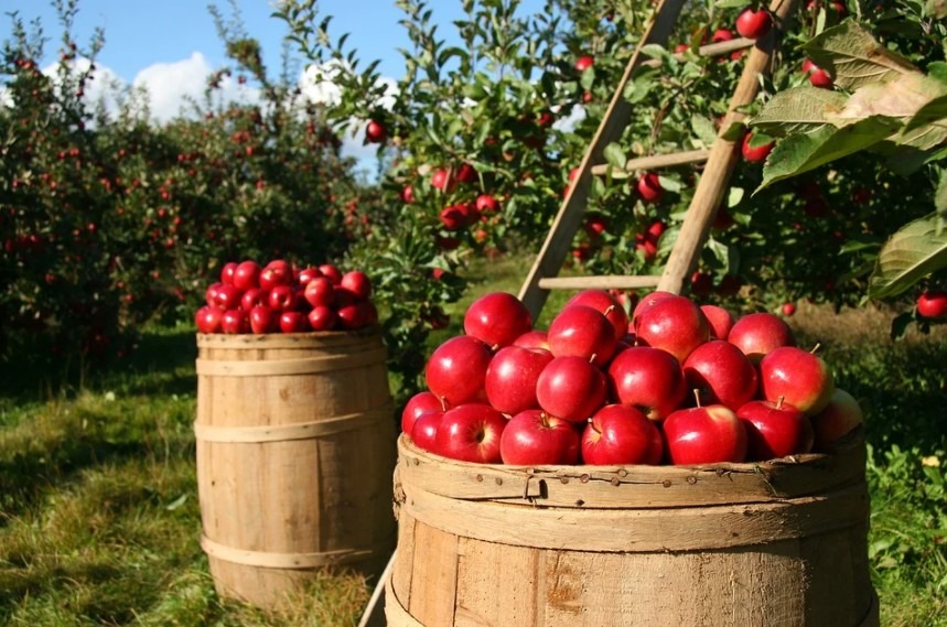 Barrels filled with apples