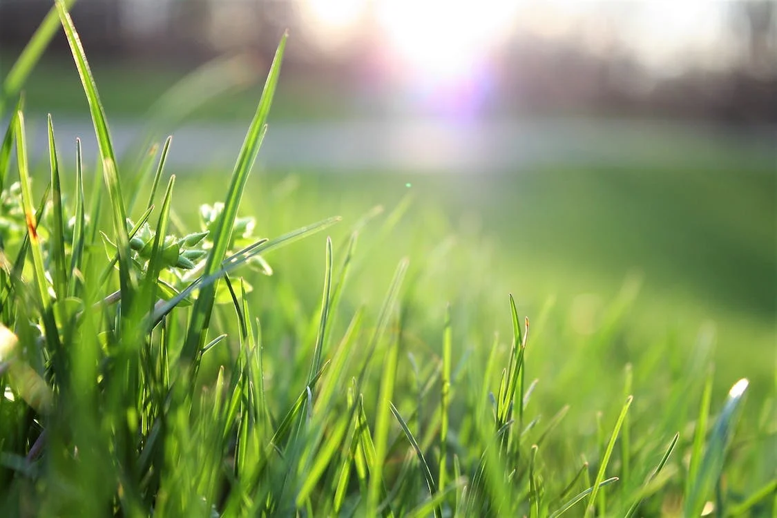 Buffalo Grass and How to Care for It