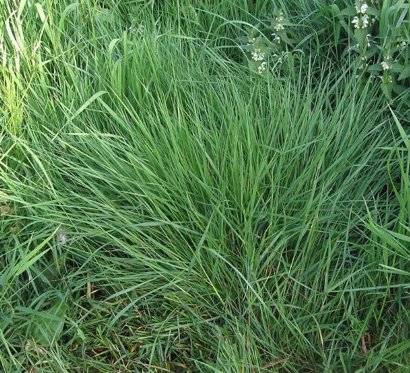 Close-up of grown bentgrass.