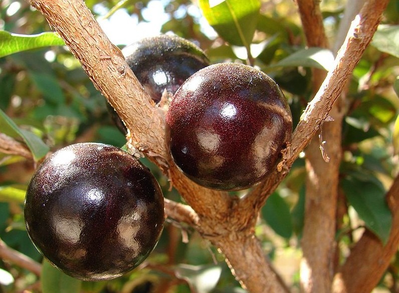 Close up photo of Jabuticaba fruit