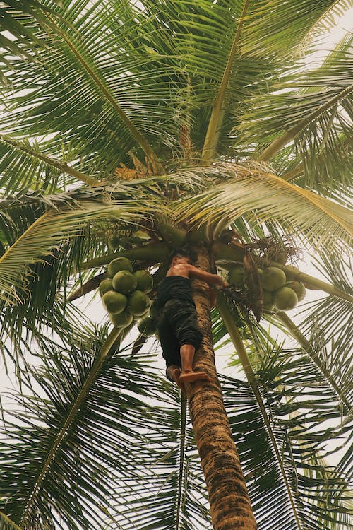Coconut Tree Growing Tips You Need to Know
