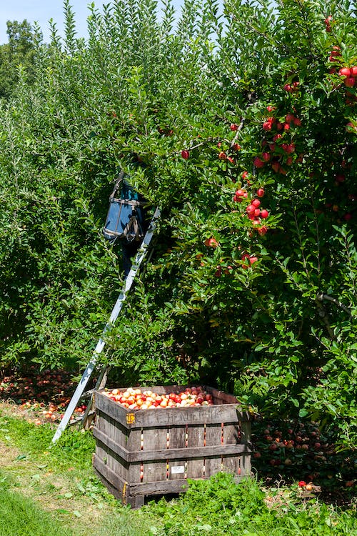 Growing your own Apple Trees