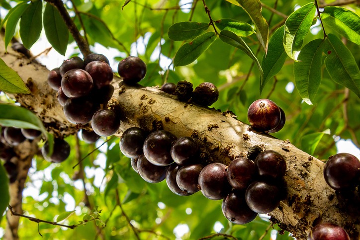 How to Grow Jaboticaba Fruit Trees