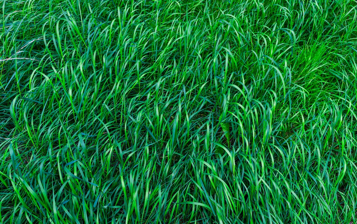How to Mow Wet or Long Grass?