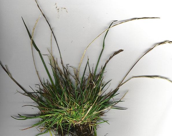 Image of a part of perennial ryegrass.