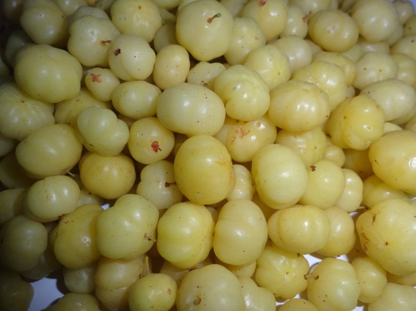 Many fruits of the Indian Gooseberry
