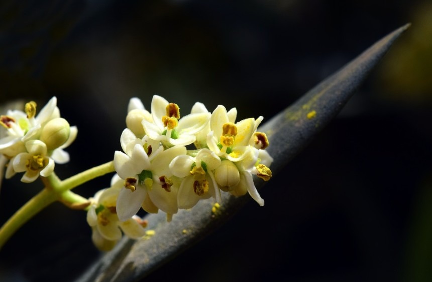 Olive tree white flowers starting to bloom
