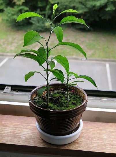 Orange seedlings in a pot