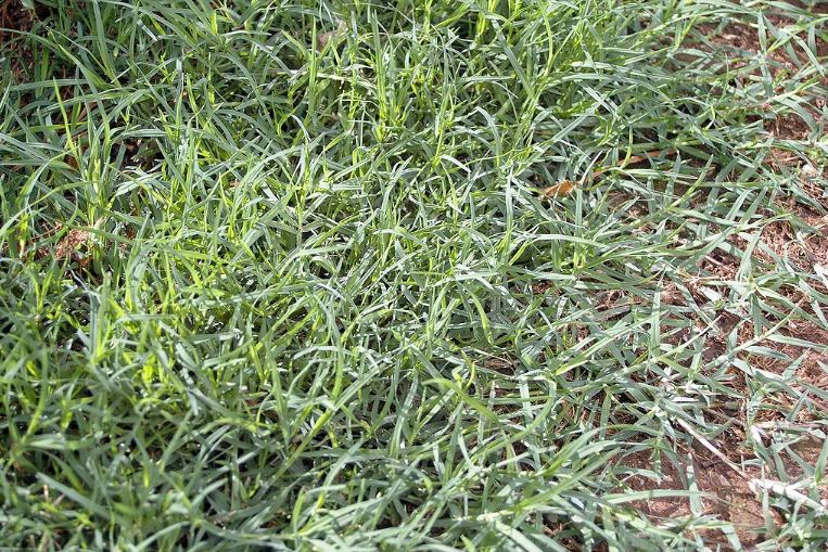 Picture of Bermuda Grass.