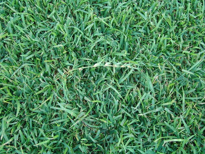Picture of Centipede Grass with a runner in the center
