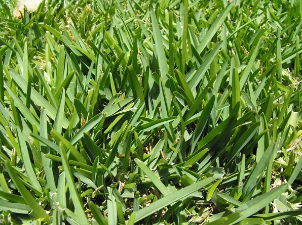 Picture of St. Augustine grass