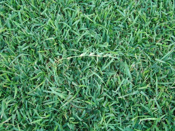 Picture of centipede grass in a lawn.