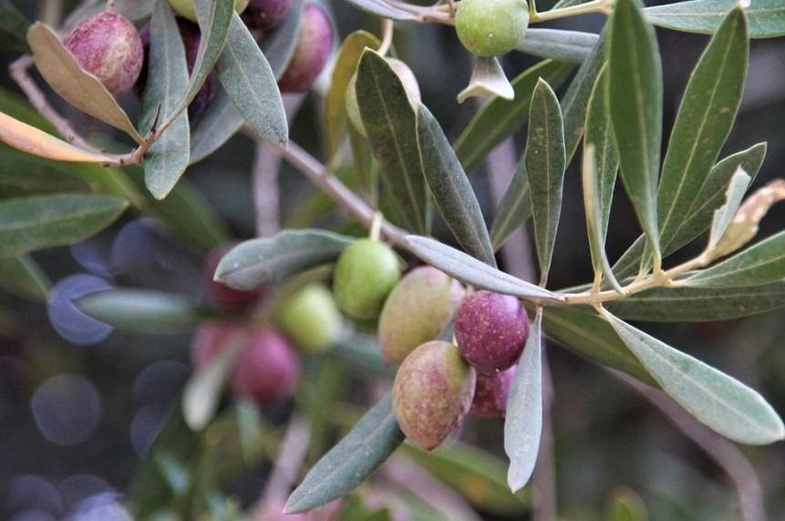 Purple fruits of olive tree hanging on a branch