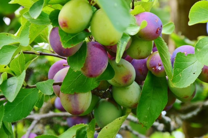 Ripe and immature plums in a plum tree