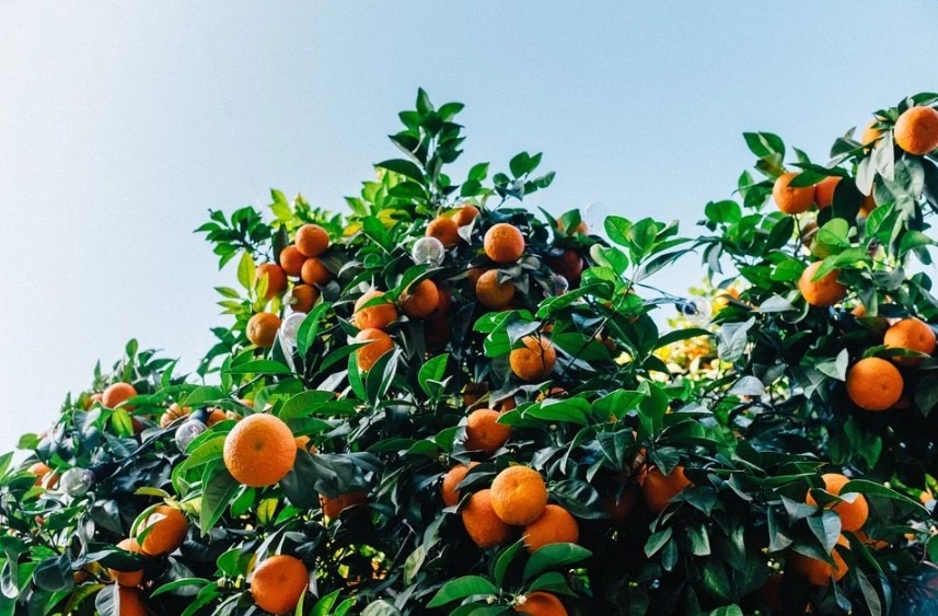 Tangerine fruit growing from the tree
