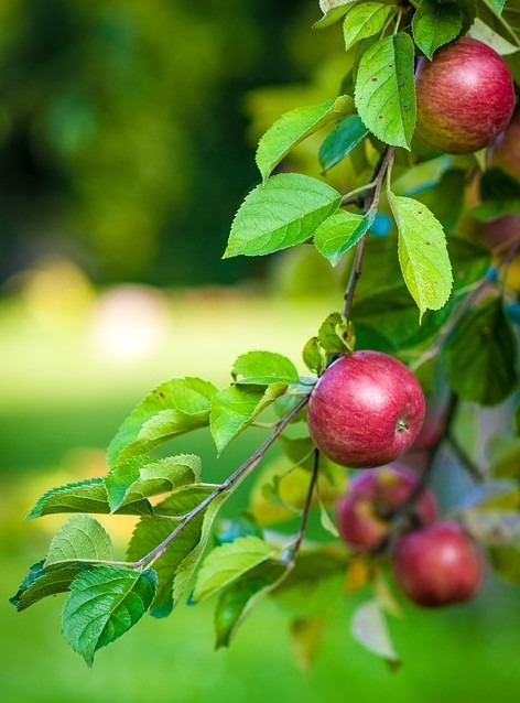 a branch of apple tree with red apple fruits
