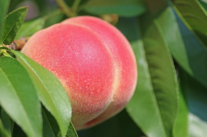 a peach fruit in a peach tree