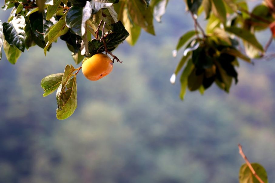 a persimmon fruit in a persimmon tree