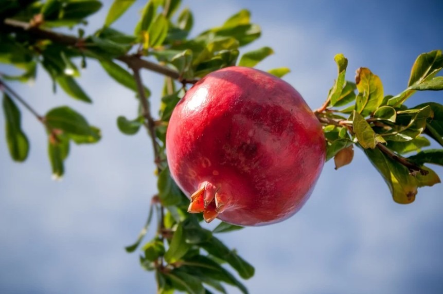 a single pomegranate fruit in a pomegranate tree